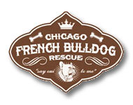 Chicago French Bulldog Rescue